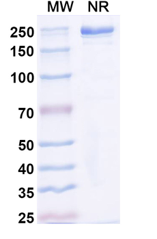 Mirvetuximab Chimeric Monoclonal Antibody