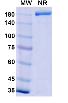 Navicixizumab Human Monoclonal Antibody