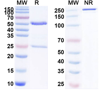 Ralpancizumab Human Monoclonal Antibody
