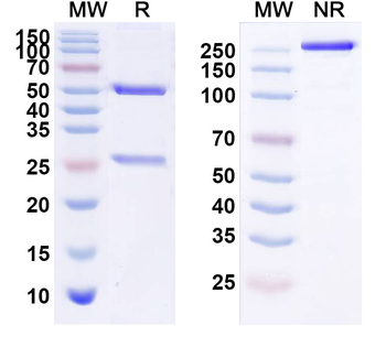 Duligotuzumab Human Monoclonal Antibody