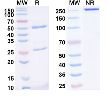 Lumretuzumab Human Monoclonal Antibody