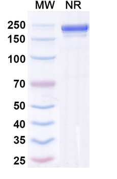 Andecaliximab Chimeric Monoclonal Antibody