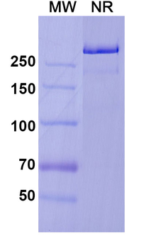 Prasinezumab Human Monoclonal Antibody