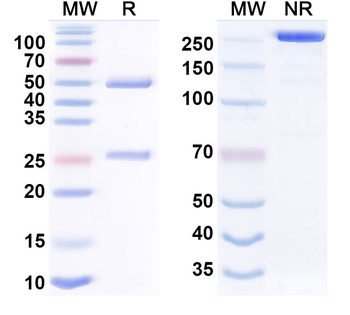 Cinpanemab Human Monoclonal Antibody