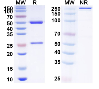 Tilavonemab Chimeric Monoclonal Antibody