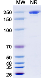 Aducanumab Human Monoclonal Antibody