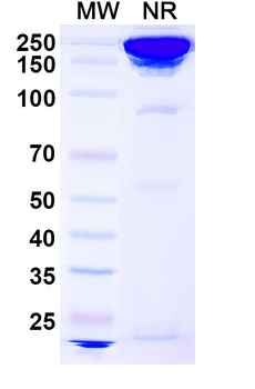 Concizumab Human Monoclonal Antibody