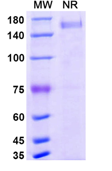 Befovacimab Human Monoclonal Antibody