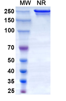 Garadacimab Human Monoclonal Antibody