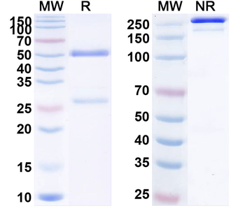 Tesidolumab Human Monoclonal Antibody