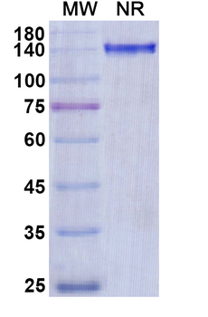 Olendalizumab Human Monoclonal Antibody