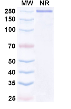 Laprituximab Chimeric Monoclonal Antibody