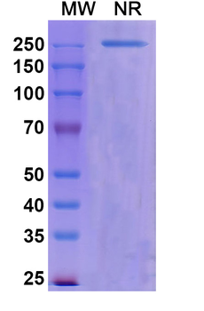 Tepoditamab Human Monoclonal Antibody