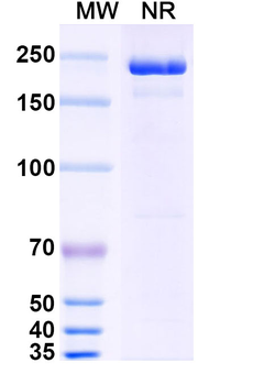 Cobolimab Human Monoclonal Antibody