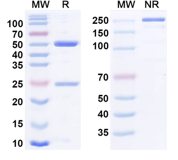Tabituximab Chimeric Monoclonal Antibody