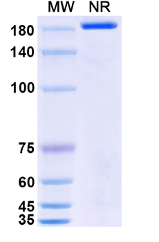 Zenocutuzumab Human Monoclonal Antibody