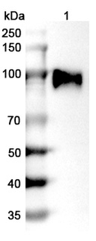 Zenocutuzumab Human Monoclonal Antibody