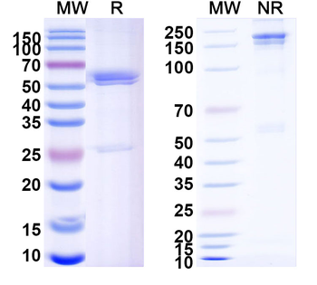 Zanidatamab Human Monoclonal Antibody