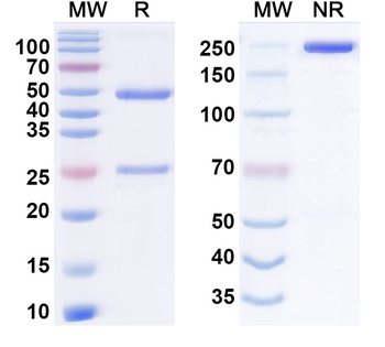 Disitamab Human Monoclonal Antibody