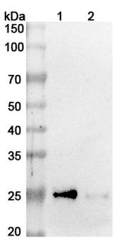 Azintuxizumab Human Monoclonal Antibody
