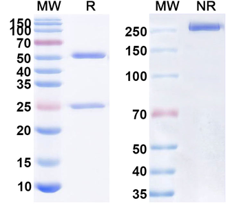 Alacizumab Human Monoclonal Antibody