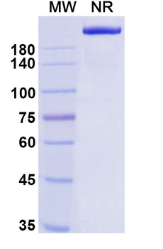 Balstilimab Human Monoclonal Antibody