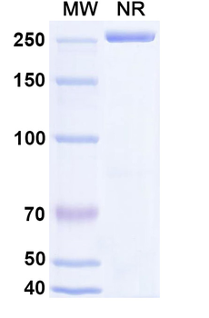 Feladilimab Human Monoclonal Antibody