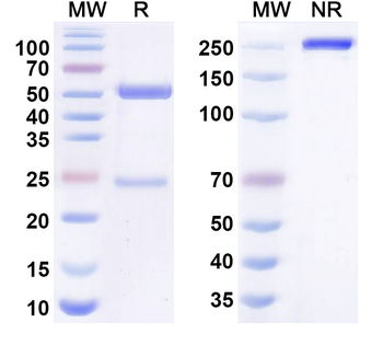 Mirzotamab Human Monoclonal Antibody