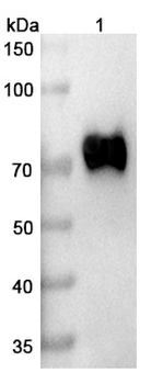 Mirzotamab Human Monoclonal Antibody