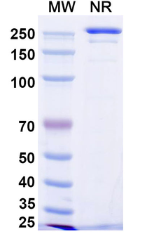 Enoblituzumab Human Monoclonal Antibody