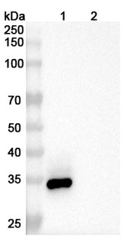 Enavatuzumab Human Monoclonal Antibody