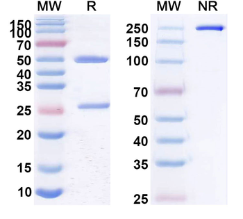 Human TRAIL R2/TNFRSF10B Reference Antibody (Lexatumumab, RUO)
