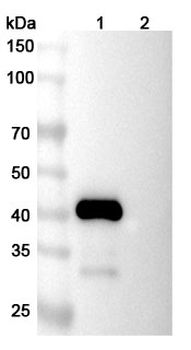 Human TRAIL R2/TNFRSF10B Reference Antibody (Lexatumumab, RUO)
