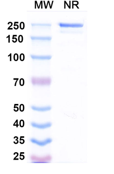Human TRAIL R2/TNFRSF10B Reference Antibody (Drozitumab, RUO)