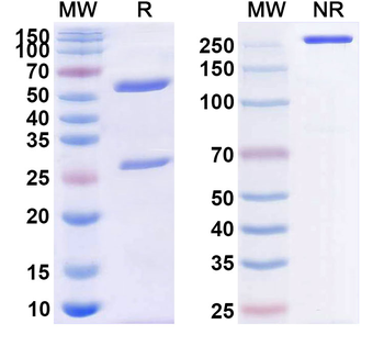 Conatumumab Human Monoclonal Antibody