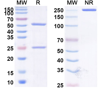 Tigatuzumab Human Monoclonal Antibody