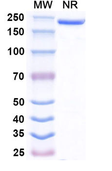 Benufutamab Human Monoclonal Antibody