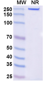 Ontuxizumab Human Monoclonal Antibody