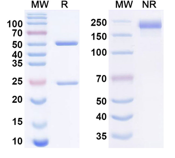 Relatlimab Human Monoclonal Antibody