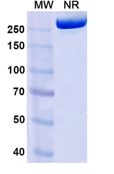 Ganitumab Human Monoclonal Antibody