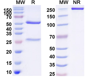 Praluzatamab Human Monoclonal Antibody