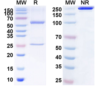 Lacutamab Human Monoclonal Antibody