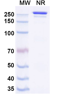 Lirilumab Human Monoclonal Antibody