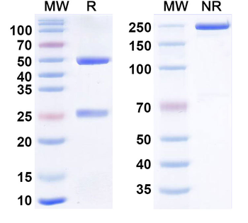 Zalifrelimab Human Monoclonal Antibody