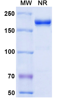 Tisotumab Human Monoclonal Antibody