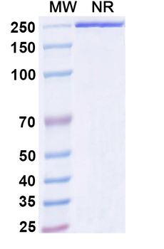 Ivuxolimab Human Monoclonal Antibody