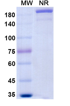Levilimab Human Monoclonal Antibody