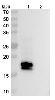 Vibecotamab Chimeric Monoclonal Antibody