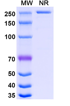 Talacotuzumab Human Monoclonal Antibody