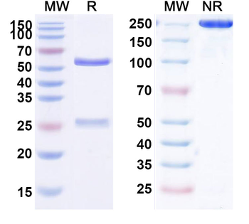 Mavrilimumab Human Monoclonal Antibody